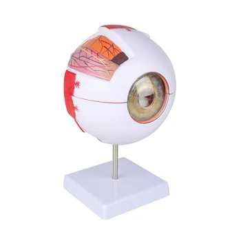 Anatomické Oko Model Oka Viečka Model Rozoberať 6-krát Zväčšený Zrakového Nervu Pre Oko Špeciálne Učebné
